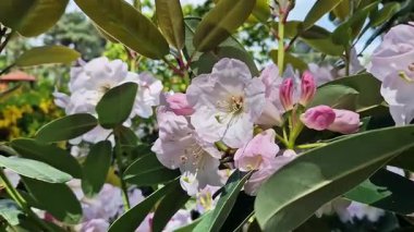 Parkta tomurcuklanan Rhododendronlar. Güzel çiçekler. Doğal bahar geçmişi. Azaleas. Toplu rhododendron çiçekleri. Yaz bahçesinde çiçek açan gür çalılar. Bush çiçek açtı. Azaleas yakın çekim