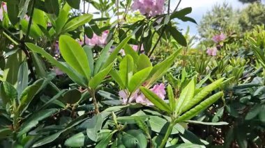 Rhododendron yapraklarına yakın çekim. Azaleas 'ın yakın çekimi. Parkta her zaman yeşil olan Rhododendron yaprakları. Güzel açelya çalıları. Doğal arka plan. Park ya da bahçe. Parkta peyzaj.