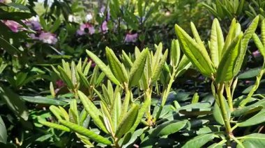 Rhododendron yapraklarına yakın çekim. Azaleas 'ın yakın çekimi. Parkta her zaman yeşil olan Rhododendron yaprakları. Güzel açelya çalıları. Doğal arka plan. Park ya da bahçe. Parkta peyzaj.