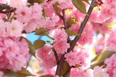 Sakura çiçekleri. Sakura dalları pembe çiçeklerle çiçek açıyor. Ağaç dallarındaki yemyeşil pembe çiçeklere yakın çekim. Doğa geçmişi. Bahar