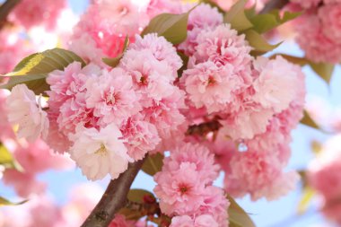 Sakura çiçekleri. Sakura dalları pembe çiçeklerle çiçek açıyor. Ağaç dallarındaki yemyeşil pembe çiçeklere yakın çekim. Doğa geçmişi. Bahar