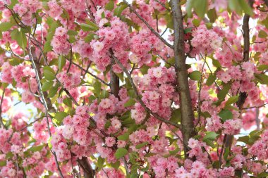 Sakura çiçekleri. Sakura dalları pembe çiçeklerle çiçek açıyor. Ağaç dallarındaki yemyeşil pembe çiçeklere yakın çekim. Doğa geçmişi. Bahar