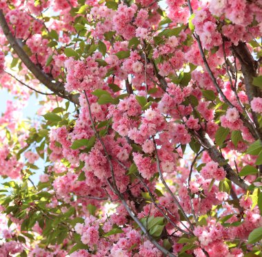 Sakura çiçekleri. Sakura dalları pembe çiçeklerle çiçek açıyor. Ağaç dallarındaki yemyeşil pembe çiçeklere yakın çekim. Doğa geçmişi. Bahar