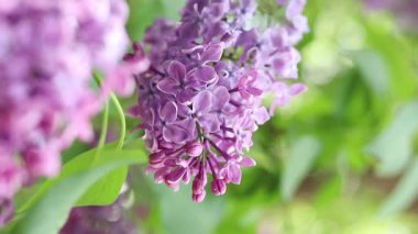 Bulanık arka planda çiçek açan leylak. Çok güzel çiçekler. Bahçenin ya da parkın bulanık yeşil arka planına sahip leylak rengi. Doğa. Bahar arka planı. Yeşil yapraklı çalılıklarda leylak dalları