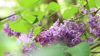 Bulanık arka planda çiçek açan leylak. Çok güzel çiçekler. Bahçenin ya da parkın bulanık yeşil arka planına sahip leylak rengi. Doğa. Bahar arka planı. Yeşil yapraklı çalılıklarda leylak dalları