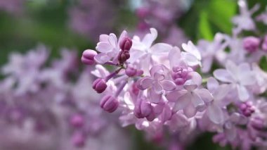 Bulanık arka planda çiçek açan leylak. Çok güzel çiçekler. Bahçenin ya da parkın bulanık yeşil arka planına sahip leylak rengi. Doğa. Bahar arka planı. Yeşil yapraklı çalılıklarda leylak dalları