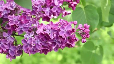 Bulanık arka planda çiçek açan leylak. Çok güzel çiçekler. Bahçenin ya da parkın bulanık yeşil arka planına sahip leylak rengi. Doğa. Bahar arka planı. Yeşil yapraklı çalılıklarda leylak dalları