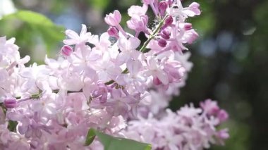 Bulanık arka planda çiçek açan leylak. Çok güzel çiçekler. Bahçenin ya da parkın bulanık yeşil arka planına sahip leylak rengi. Doğa. Bahar arka planı. Yeşil yapraklı çalılıklarda leylak dalları