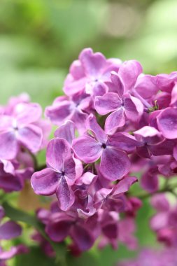 Bulanık arka planda çiçek açan leylak. Çok güzel çiçekler. Bahçenin ya da parkın bulanık yeşil arka planına sahip leylak rengi. Doğa. Bahar arka planı. Yeşil yapraklı çalılıklarda leylak dalları