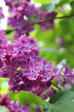 Bulanık arka planda çiçek açan leylak. Çok güzel çiçekler. Bahçenin ya da parkın bulanık yeşil arka planına sahip leylak rengi. Doğa. Bahar arka planı. Yeşil yapraklı çalılıklarda leylak dalları