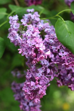 Bulanık arka planda çiçek açan leylak. Çok güzel çiçekler. Bahçenin ya da parkın bulanık yeşil arka planına sahip leylak rengi. Doğa. Bahar arka planı. Yeşil yapraklı çalılıklarda leylak dalları