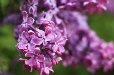 Bulanık arka planda çiçek açan leylak. Çok güzel çiçekler. Bahçenin ya da parkın bulanık yeşil arka planına sahip leylak rengi. Doğa. Bahar arka planı. Yeşil yapraklı çalılıklarda leylak dalları