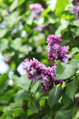 Bulanık arka planda çiçek açan leylak. Çok güzel çiçekler. Bahçenin ya da parkın bulanık yeşil arka planına sahip leylak rengi. Doğa. Bahar arka planı. Yeşil yapraklı çalılıklarda leylak dalları