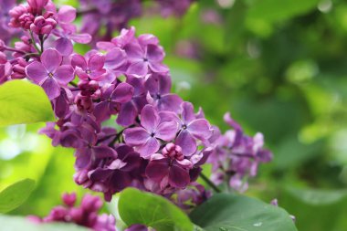 Bulanık arka planda çiçek açan leylak. Çok güzel çiçekler. Bahçenin ya da parkın bulanık yeşil arka planına sahip leylak rengi. Doğa. Bahar arka planı. Yeşil yapraklı çalılıklarda leylak dalları