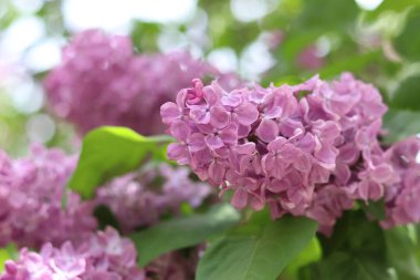 Bulanık arka planda çiçek açan leylak. Çok güzel çiçekler. Bahçenin ya da parkın bulanık yeşil arka planına sahip leylak rengi. Doğa. Bahar arka planı. Yeşil yapraklı çalılıklarda leylak dalları