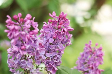 Bulanık arka planda çiçek açan leylak. Çok güzel çiçekler. Bahçenin ya da parkın bulanık yeşil arka planına sahip leylak rengi. Doğa. Bahar arka planı. Yeşil yapraklı çalılıklarda leylak dalları
