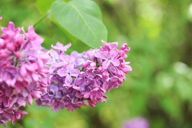 Bulanık arka planda çiçek açan leylak. Çok güzel çiçekler. Bahçenin ya da parkın bulanık yeşil arka planına sahip leylak rengi. Doğa. Bahar arka planı. Yeşil yapraklı çalılıklarda leylak dalları