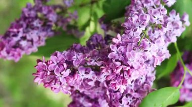 Bulanık arka planda çiçek açan leylak. Çok güzel çiçekler. Bahçenin ya da parkın bulanık yeşil arka planına sahip leylak rengi. Doğa. Bahar arka planı. Yeşil yapraklı çalılıklarda leylak dalları