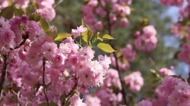 Bulanık bir arka planda çiçek açan sakura. Güzel pembe çiçekler yakın plan. Sakura. Doğa. Bahar arka planı. Sakura dalları çiçeklerle ve yapraklarla rüzgarda sallanıyor.