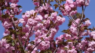 Bulanık bir arka planda çiçek açan sakura. Güzel pembe çiçekler yakın plan. Sakura. Doğa. Bahar arka planı. Sakura dalları çiçeklerle ve yapraklarla rüzgarda sallanıyor.