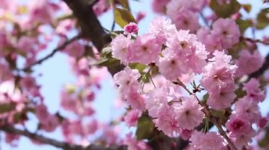 Bulanık bir arka planda çiçek açan sakura. Güzel pembe çiçekler yakın plan. Sakura. Doğa. Bahar arka planı. Sakura dalları çiçeklerle ve yapraklarla rüzgarda sallanıyor.