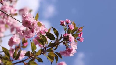 Bulanık bir arka planda çiçek açan sakura. Güzel pembe çiçekler yakın plan. Sakura. Doğa. Bahar arka planı. Sakura dalları çiçeklerle ve yapraklarla rüzgarda sallanıyor.