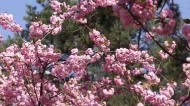 Bulanık bir arka planda çiçek açan sakura. Güzel pembe çiçekler yakın plan. Sakura. Doğa. Bahar arka planı. Sakura dalları çiçeklerle ve yapraklarla rüzgarda sallanıyor.