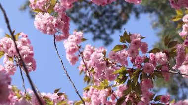 Bulanık bir arka planda çiçek açan sakura. Güzel pembe çiçekler yakın plan. Sakura. Doğa. Bahar arka planı. Sakura dalları çiçeklerle ve yapraklarla rüzgarda sallanıyor.