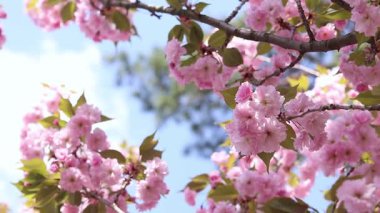 Bulanık bir arka planda çiçek açan sakura. Güzel pembe çiçekler yakın plan. Sakura. Doğa. Bahar arka planı. Sakura dalları çiçeklerle ve yapraklarla rüzgarda sallanıyor.