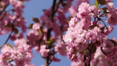 Bulanık bir arka planda çiçek açan sakura. Güzel pembe çiçekler yakın plan. Sakura. Doğa. Bahar arka planı. Sakura dalları çiçeklerle ve yapraklarla rüzgarda sallanıyor.