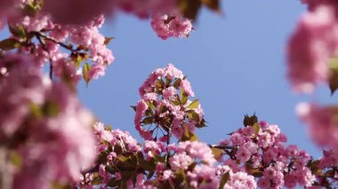 Bulanık bir arka planda çiçek açan sakura. Güzel pembe çiçekler yakın plan. Sakura. Doğa. Bahar arka planı. Sakura dalları çiçeklerle ve yapraklarla rüzgarda sallanıyor.