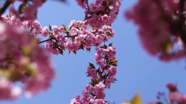 Bulanık bir arka planda çiçek açan sakura. Güzel pembe çiçekler yakın plan. Sakura. Doğa. Bahar arka planı. Sakura dalları çiçeklerle ve yapraklarla rüzgarda sallanıyor.