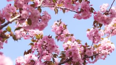 Bulanık bir arka planda çiçek açan sakura. Güzel pembe çiçekler yakın plan. Sakura. Doğa. Bahar arka planı. Sakura dalları çiçeklerle ve yapraklarla rüzgarda sallanıyor.