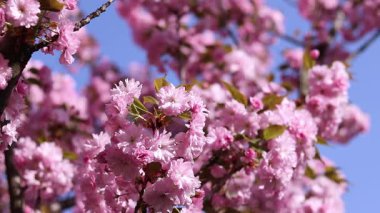 Sakura dalları çiçeklerle ve yapraklarla rüzgarda sallanıyor.