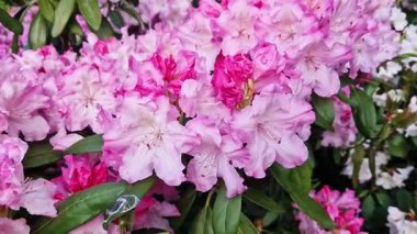 Parkta tomurcuklanan Rhododendronlar. Güzel çiçekler. Doğal bahar geçmişi. Azaleas. Toplu rhododendron çiçekleri. Yaz bahçesinde çiçek açan gür çalılar. Bush çiçek açtı. Azaleas yakın çekim