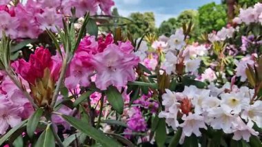 Parkta tomurcuklanan Rhododendronlar. Güzel çiçekler. Doğal bahar geçmişi. Azaleas. Toplu rhododendron çiçekleri. Yaz bahçesinde çiçek açan gür çalılar. Bush çiçek açtı. Azaleas yakın çekim