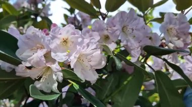 Parkta tomurcuklanan Rhododendronlar. Güzel çiçekler. Doğal bahar geçmişi. Azaleas. Toplu rhododendron çiçekleri. Yaz bahçesinde çiçek açan gür çalılar. Bush çiçek açtı. Azaleas yakın çekim