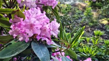 Parkta tomurcuklanan Rhododendronlar. Güzel çiçekler. Doğal bahar geçmişi. Azaleas. Toplu rhododendron çiçekleri. Yaz bahçesinde çiçek açan gür çalılar. Bush çiçek açtı. Azaleas yakın çekim