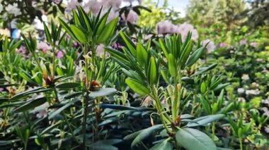 Rhododendron yapraklarına yakın çekim. Azaleas 'ın yakın çekimi. Parkta her zaman yeşil olan Rhododendron yaprakları. Güzel açelya çalıları. Doğal arka plan. Park ya da bahçe. Parkta peyzaj.