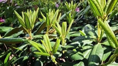 Rhododendron yapraklarına yakın çekim. Azaleas 'ın yakın çekimi. Parkta her zaman yeşil olan Rhododendron yaprakları. Güzel açelya çalıları. Doğal arka plan. Park ya da bahçe. Parkta peyzaj.