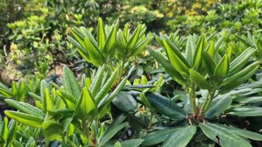 Rhododendron yapraklarına yakın çekim. Azaleas 'ın yakın çekimi. Parkta her zaman yeşil olan Rhododendron yaprakları. Güzel açelya çalıları. Doğal arka plan. Park ya da bahçe. Parkta peyzaj.