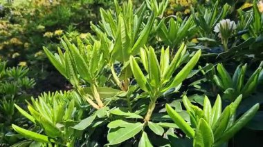 Rhododendron yapraklarına yakın çekim. Azaleas 'ın yakın çekimi. Parkta her zaman yeşil olan Rhododendron yaprakları. Güzel açelya çalıları. Doğal arka plan. Park ya da bahçe. Parkta peyzaj.