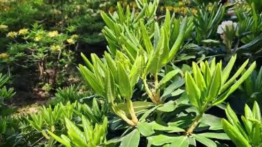 Rhododendron yapraklarına yakın çekim. Azaleas 'ın yakın çekimi. Parkta her zaman yeşil olan Rhododendron yaprakları. Güzel açelya çalıları. Doğal arka plan. Park ya da bahçe. Parkta peyzaj.