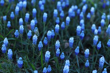 Baharın başlarında parlak mavi çiçekler. Muscari veya fare sümbülü. Seçici odaklı güzel mavi çiçekler. Muscari 'nin bataklığı. Ermeni engerek soğanı. Mavi çiçeklere yakın çekim. Doğa arkaplanı