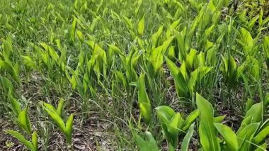 Ormandaki nilüferlerin yeşil yaprakları. Yeşil doğal arka planda vahşi zambak vadisi. Bahar ormanındaki vadideki zambak, seçici odak