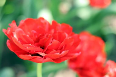 Kırmızı laleler. Lale çiçek açma dönemi. Güzel parlak çiçekler yakın plan. Kırmızı lale tarlası. Park et. Doğal bahar geçmişi. Kartpostallar için çiçek fotoğrafları