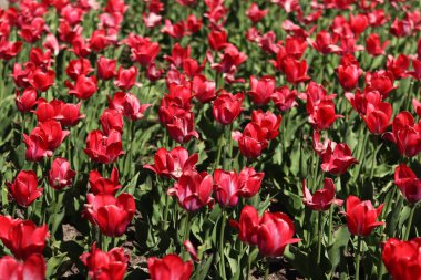Kırmızı laleler. Lale çiçek açma dönemi. Güzel parlak çiçekler yakın plan. Kırmızı lale tarlası. Park et. Doğal bahar geçmişi. Kartpostallar için çiçek fotoğrafları