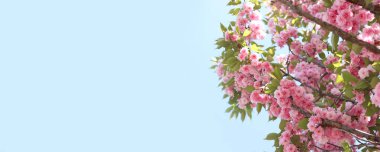 Sakura gökyüzüne karşı çiçek açıyor. Güzel pembe sakura çiçekleri. Çiçekler yakın plan. Bahar arka planı. Parkta çiçek açan sakura. Kopyalama alanı olan pankart