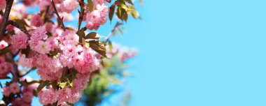 Sakura gökyüzüne karşı çiçek açıyor. Güzel pembe sakura çiçekleri. Çiçekler yakın plan. Bahar arka planı. Parkta çiçek açan sakura. Kopyalama alanı olan pankart