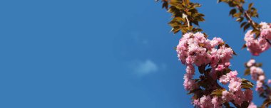 Sakura gökyüzüne karşı çiçek açıyor. Güzel pembe sakura çiçekleri. Çiçekler yakın plan. Bahar arka planı. Parkta çiçek açan sakura. Kopyalama alanı olan pankart